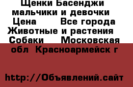 Щенки Басенджи ,мальчики и девочки › Цена ­ 1 - Все города Животные и растения » Собаки   . Московская обл.,Красноармейск г.